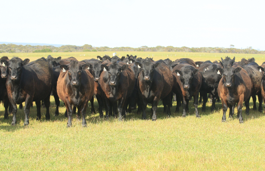 West is Best for Coonamble Angus Stud Sale
